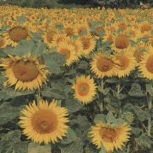 Meet your Posher, Adrian